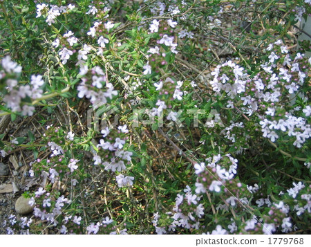 百里香 百里香 1779768