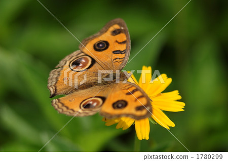 Tatehamodoki 1780299