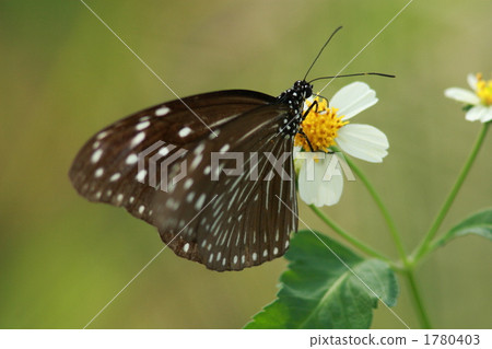 女牙籤蛾 1780403