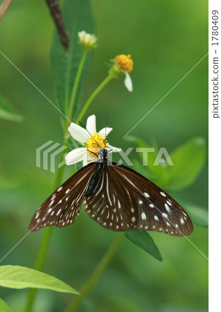 女牙籤蛾 1780409