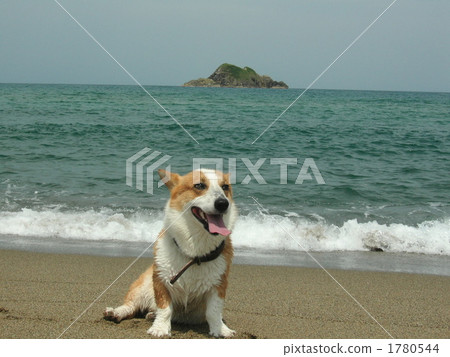 Sea and Corgi Sea and Corgi 1780544