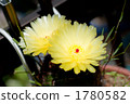 Cactus flower 1780582