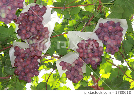 葡萄棚架 葡萄 收貨時節 1780618