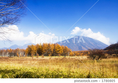 Autumn leaves of Odawara 1780805