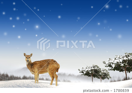 動物_k_366659 動物_k_366659 1780839