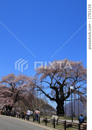 Hida Takayama Sakura River in full bloom 1781226