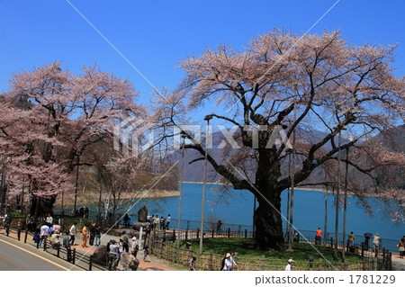 Hida Takayama Sakura River in full bloom 1781229