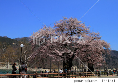 Hida Takayama Sakura River in full bloom 1781231