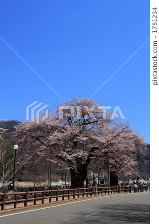 Hida Takayama Sakura River in full bloom 1781234