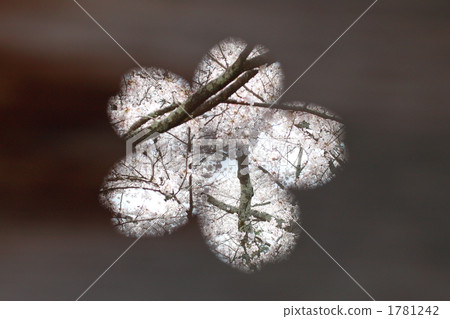 Sakura's peep window · spring version 1781242