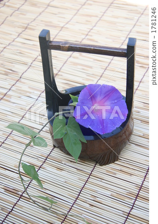 morning glory, japanese morning glory, bloom 1781246