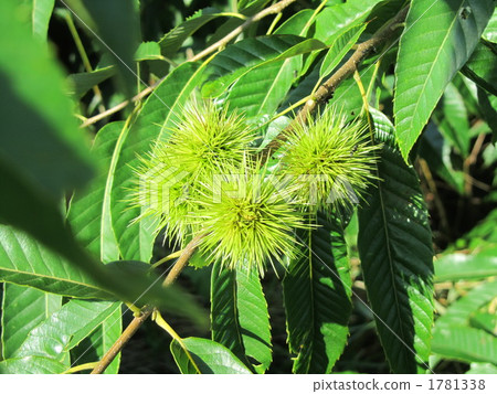 Chestnut Chestnut 1781338