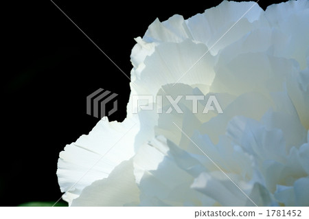 Botanical petals Botanical petals 1781452