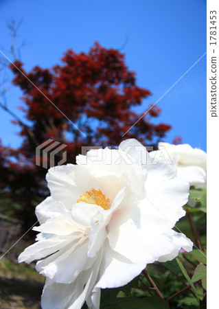 White peony White peony 1781453