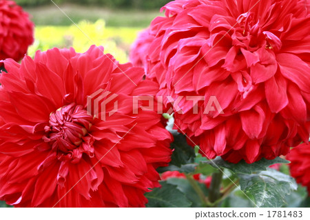 明亮的紅牡丹 明亮的紅牡丹 1781483