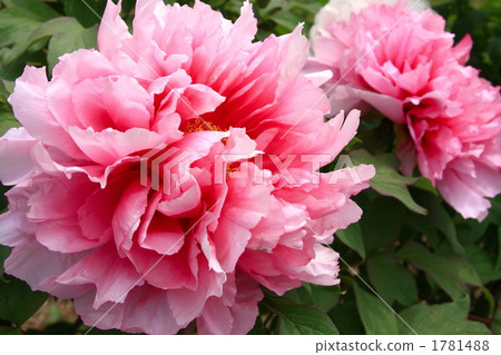 Pink peony Pink peony 1781488