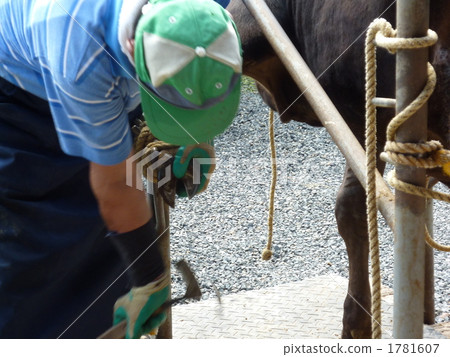 牛指甲鉗 1781607