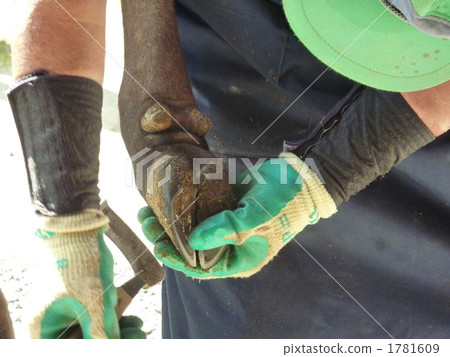 母牛切割牛 1781609