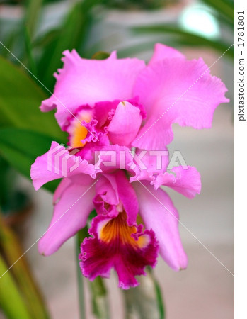 A splendid cattleya petal 1781801