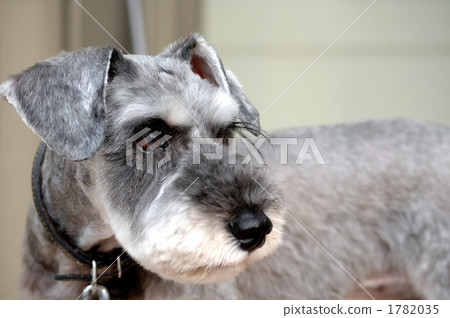 Schnauzer 1782035