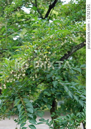 樹·Egonoki Ekonoki 1782191