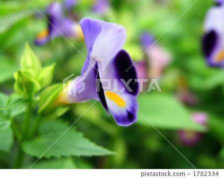 Purple summer violet 1782334