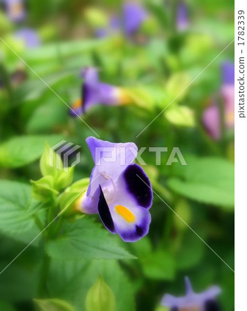 Violet violet violet <vertical> 1782339