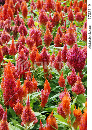 植物·柑橘科 1782349