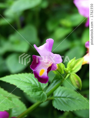 Pinkish summer violet <Vertical> 1782350