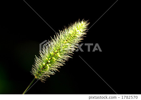 Setaria viridis 1782570