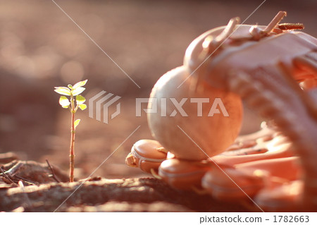 Catch ball at dusk Catch ball at dusk 1782663