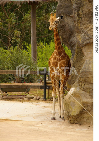 陸生動物 長頸鹿 陸上動物 1782960