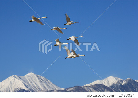 Squadron of swan bean swans 1783024