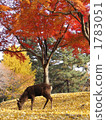 Deer in Nara Park 1783051
