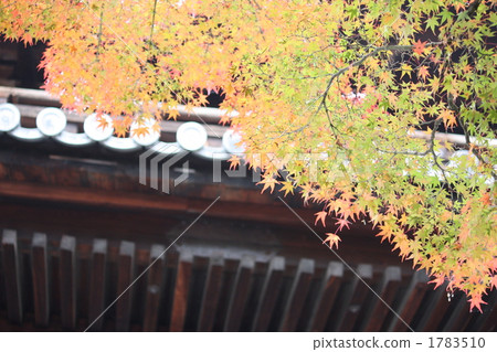 楓樹 紅楓 楓葉 1783510