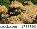 Cluster amaryllis 1783593