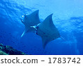Rendezvous of Manta 1783742