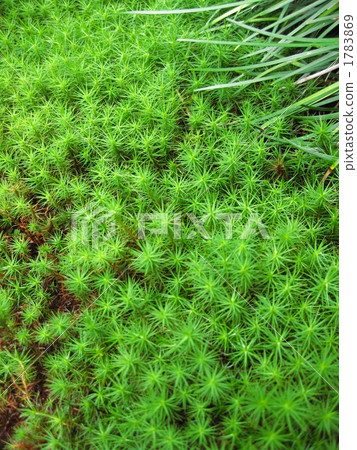 檜葉金發蘚 1783869