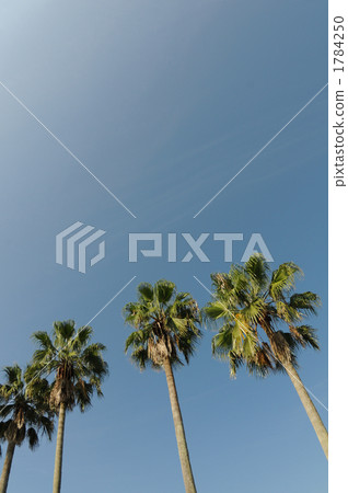 Blue sky Back palm trees 1784250