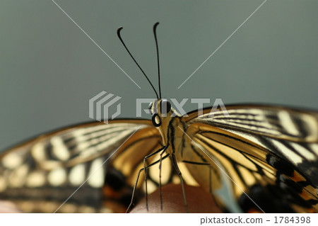 Swallowtail 1784398