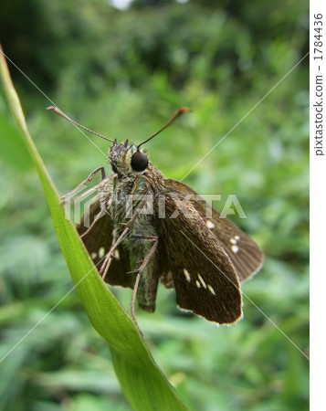 飛龜seseli 1784436