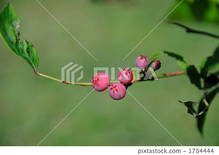 Blueberry pink baby Blueberry pink baby 1784444