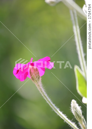 rikunisu, actinotus helianthi, mullein pink 1784764