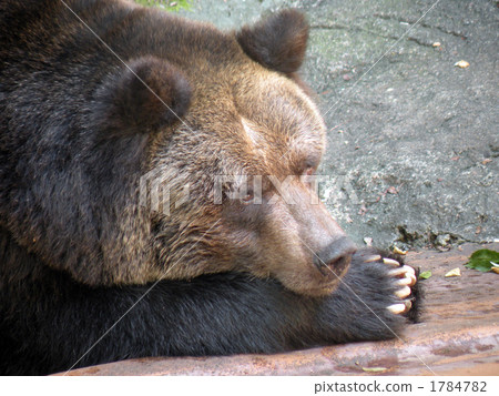 Brown bear 1784782