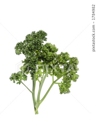 歐芹 荷蘭芹 蔬菜 1784982
