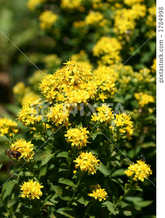 花朵 花 花卉 1784998