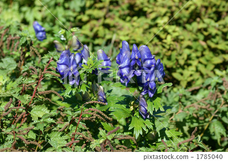 花朵 花 花卉 1785040