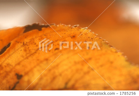close up, closeup, leaf vein 1785256