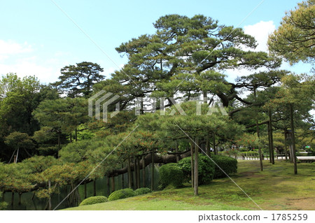 Kenrokuen Karasaki Matsu 1785259