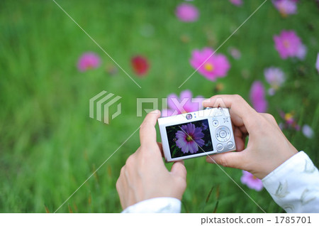 Cosmos shooting Cosmos shooting 1785701